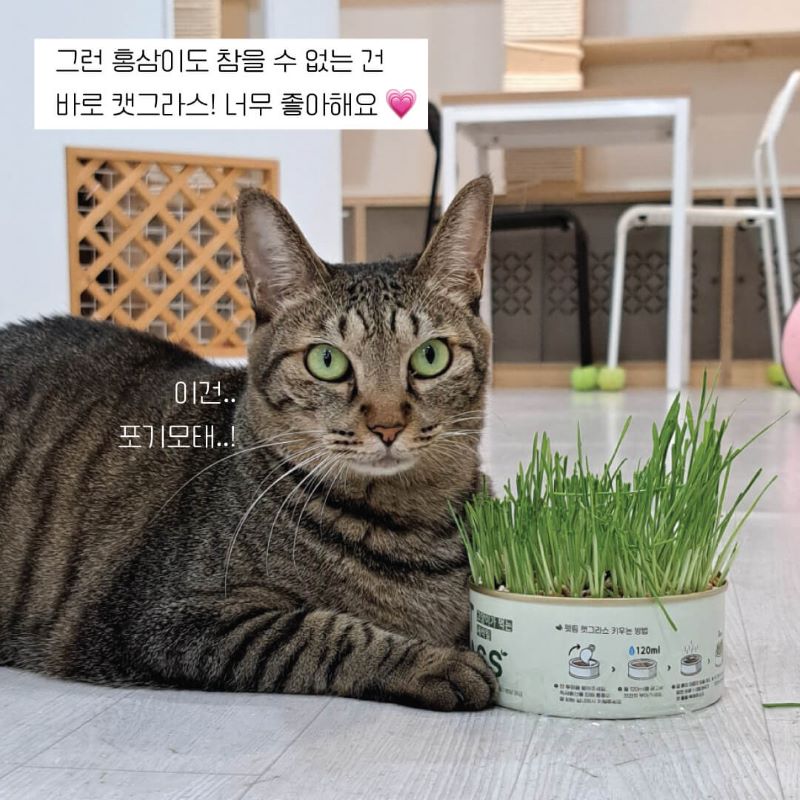 홍삼6.jpg