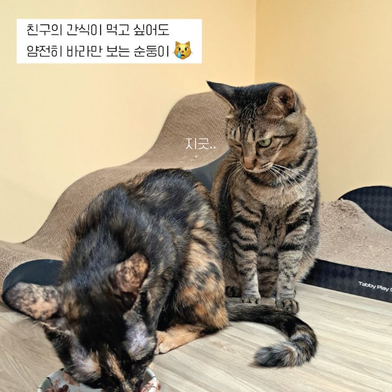 홍삼5.jpg
