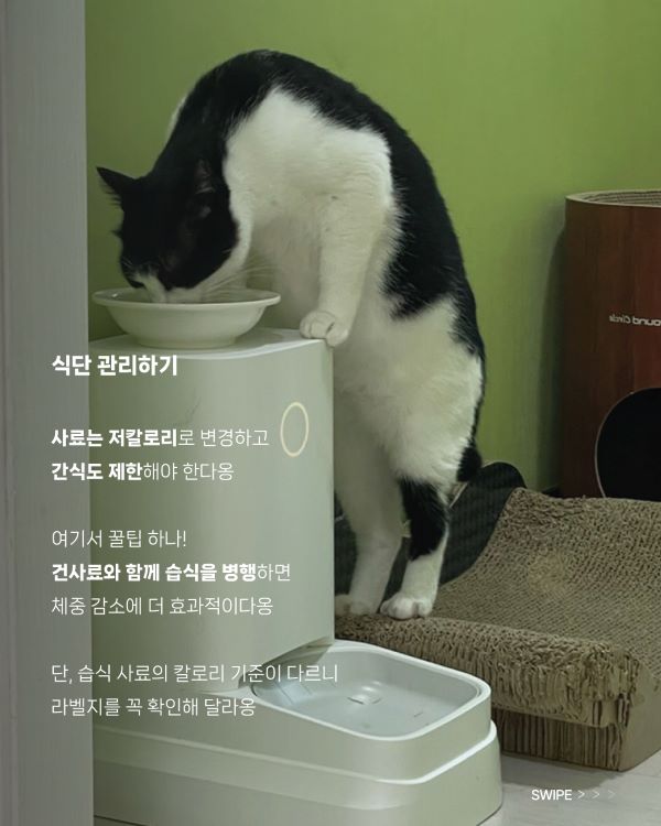 미미의-다이어트-5.jpg