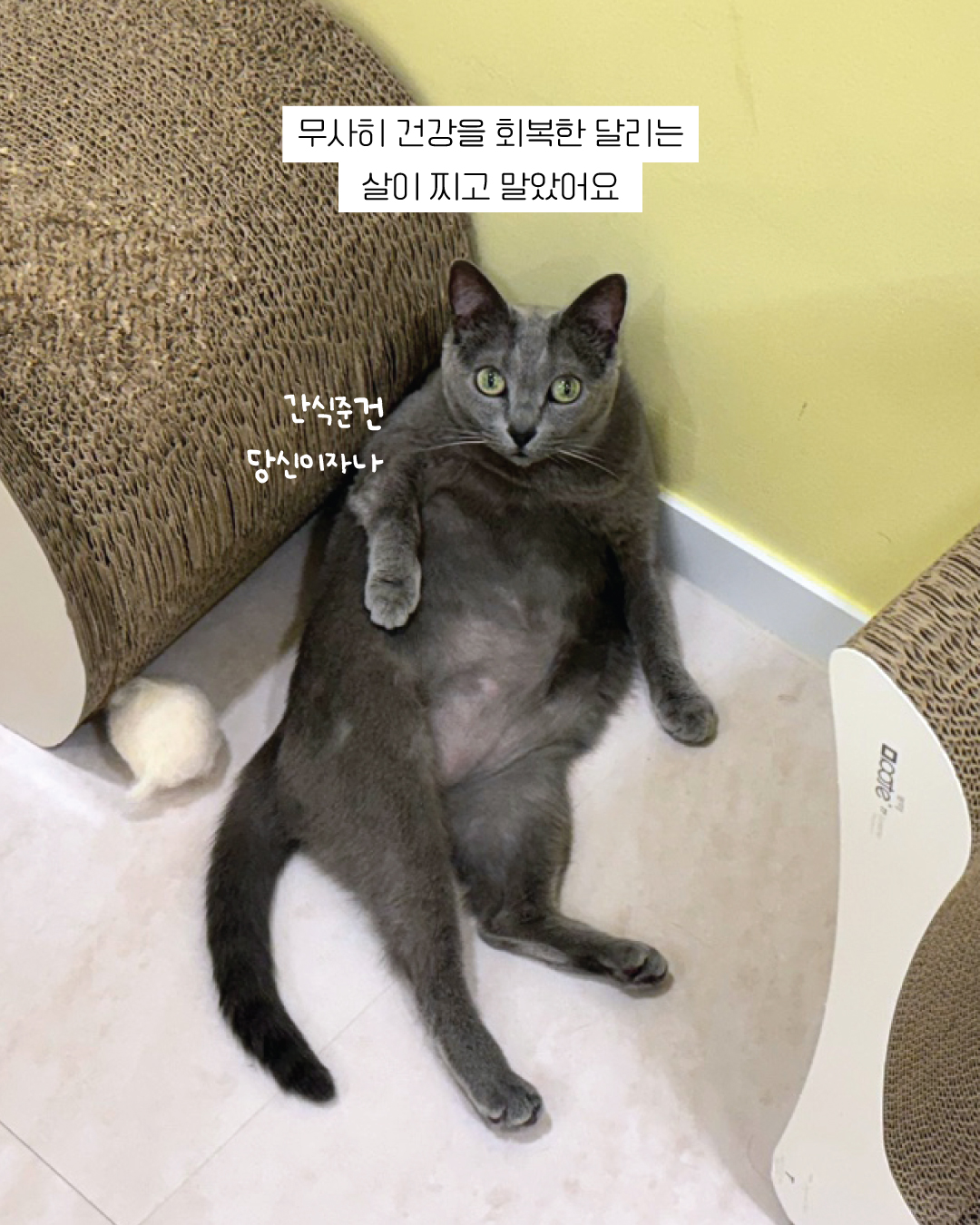 달리9.jpg