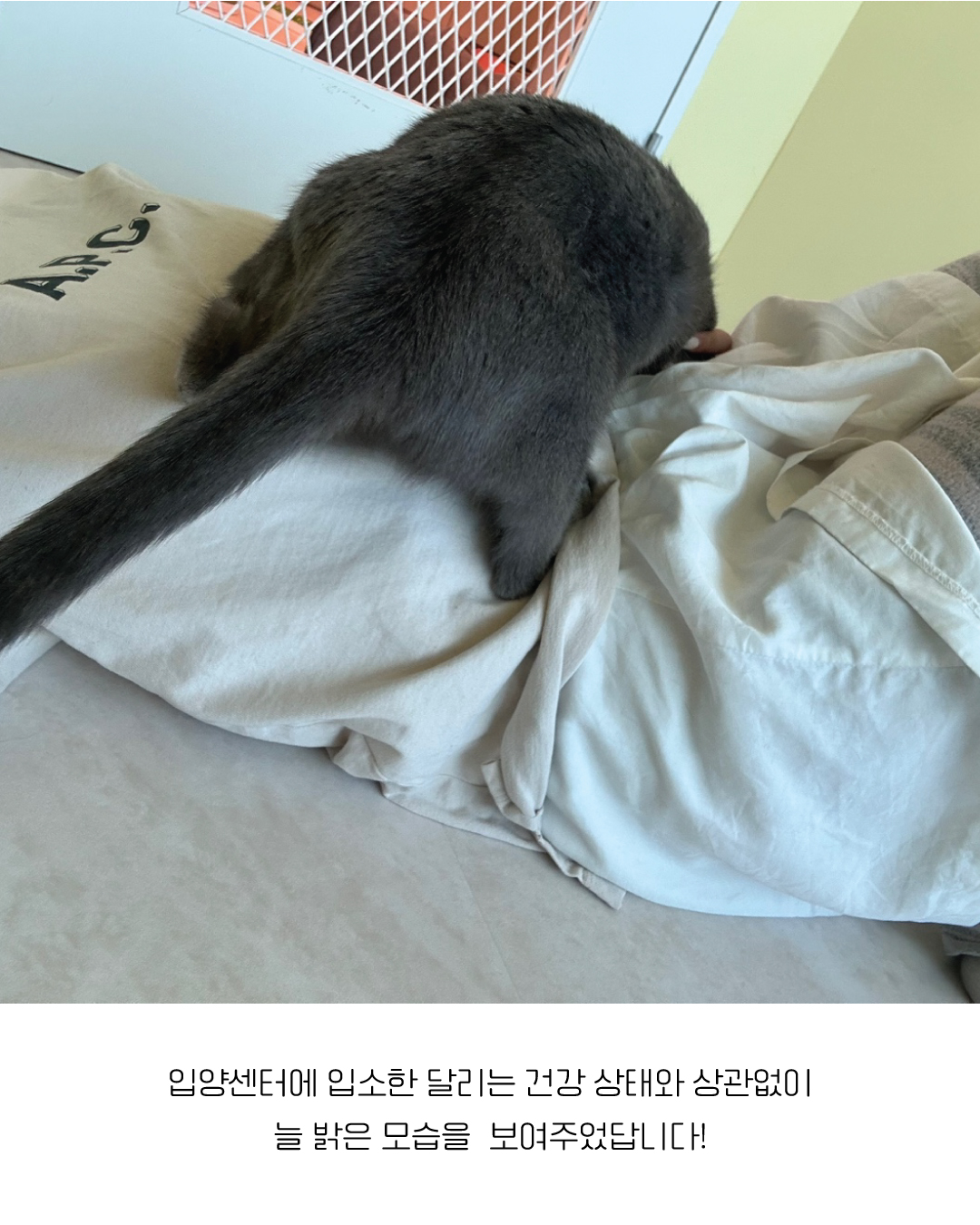 달리6.jpg