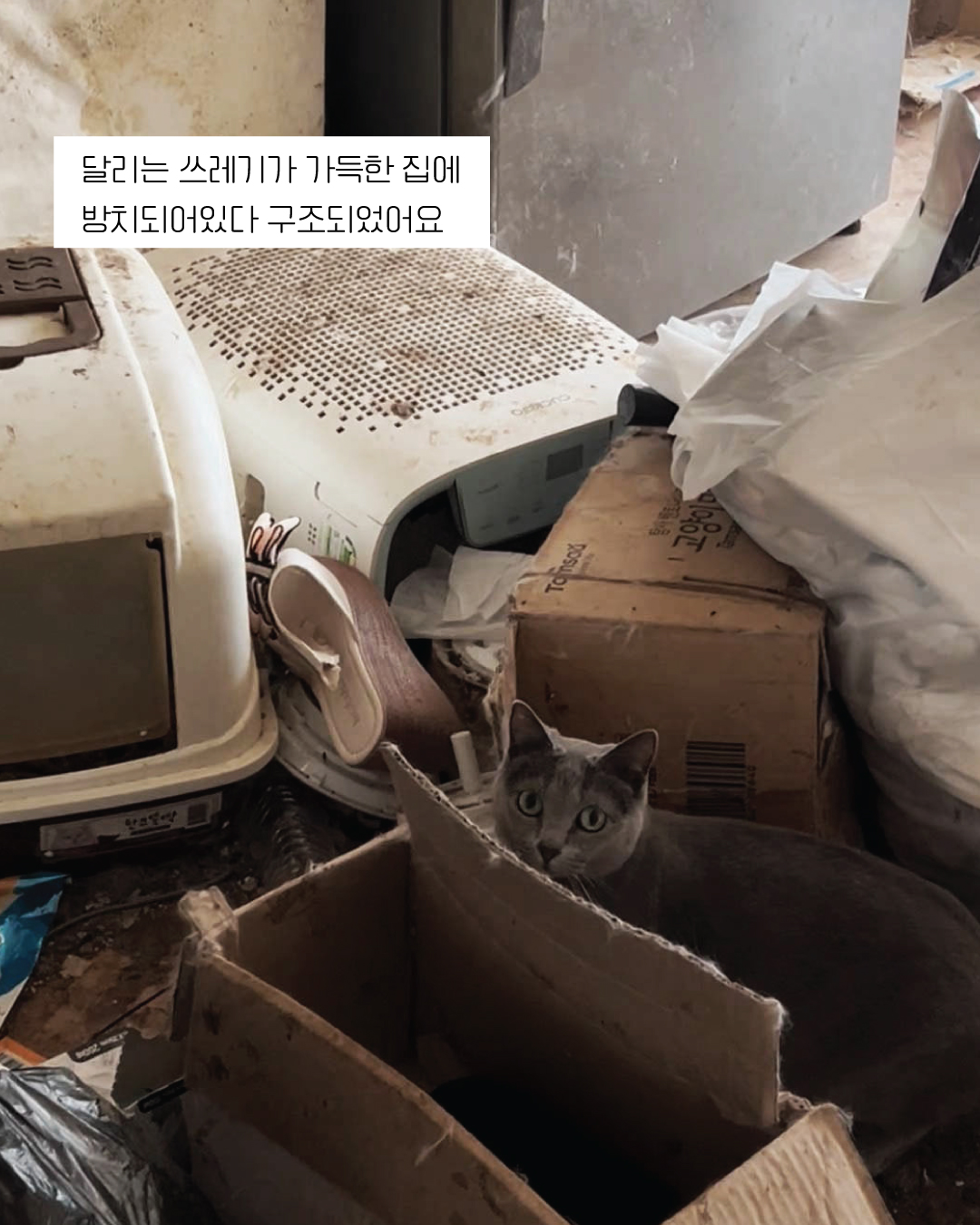 달리3.jpg