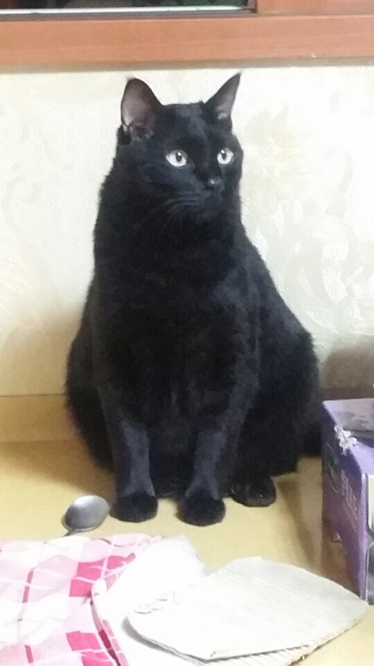 (7월)냥이찾기_세부2-3.jpg