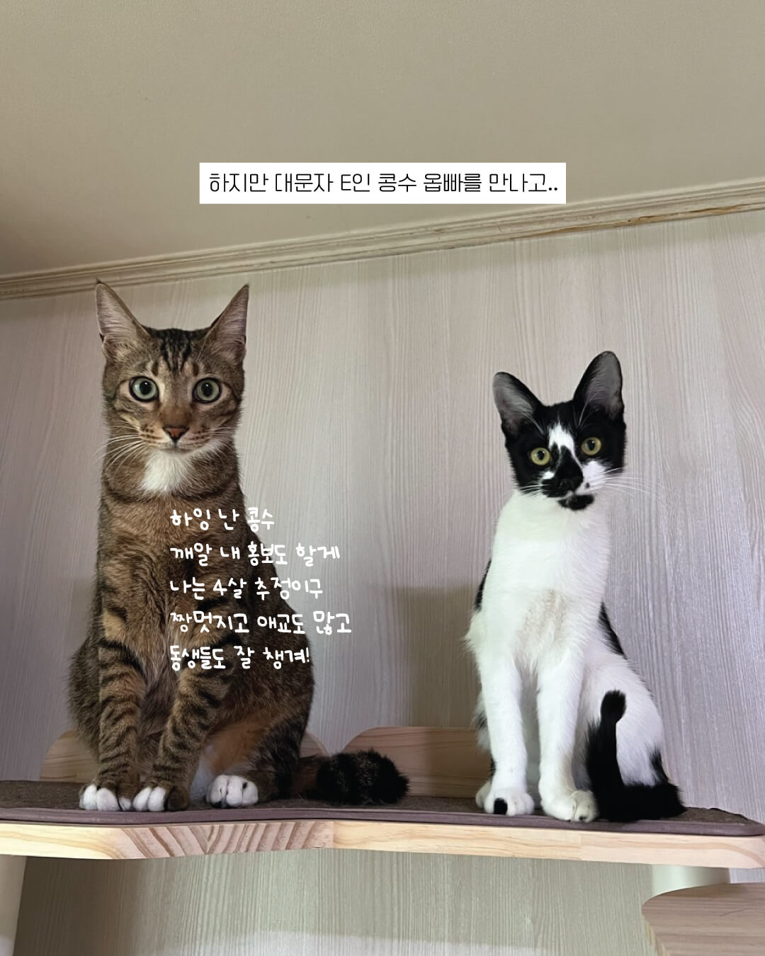 아리6.jpg