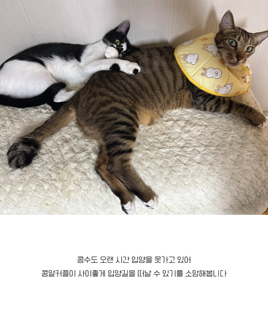 아리13.jpg