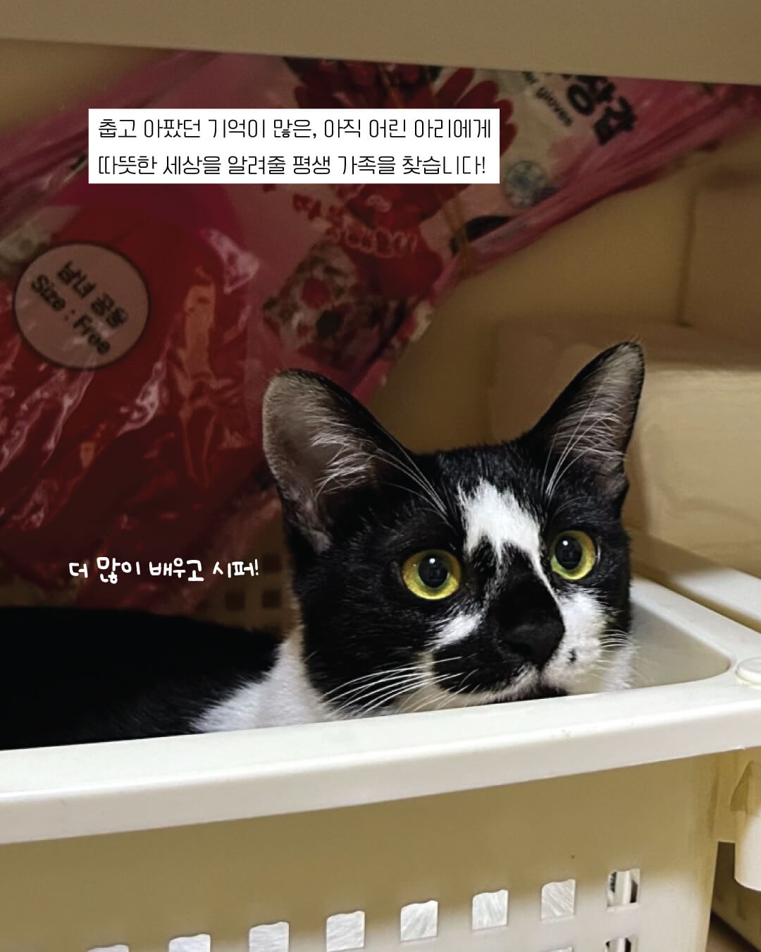 아리14.jpg