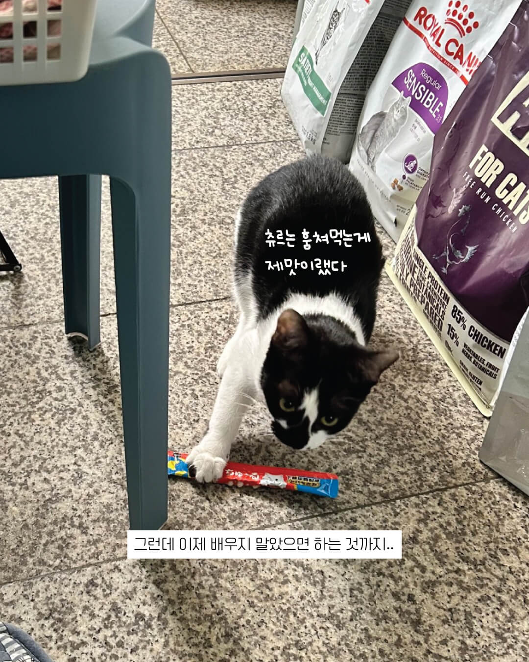 아리11.jpg