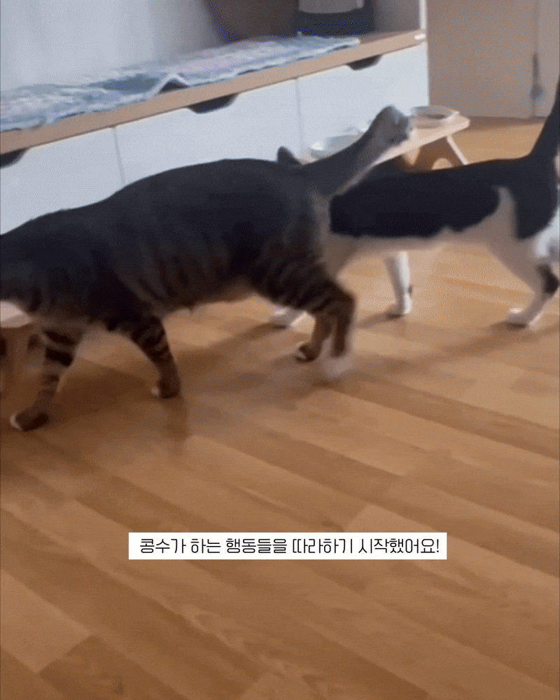 아리8.gif
