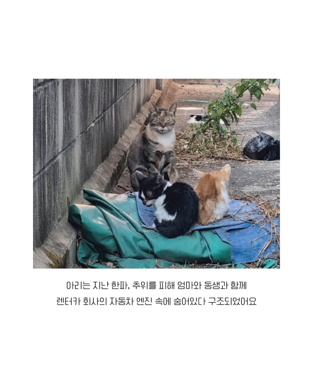아리3.jpg