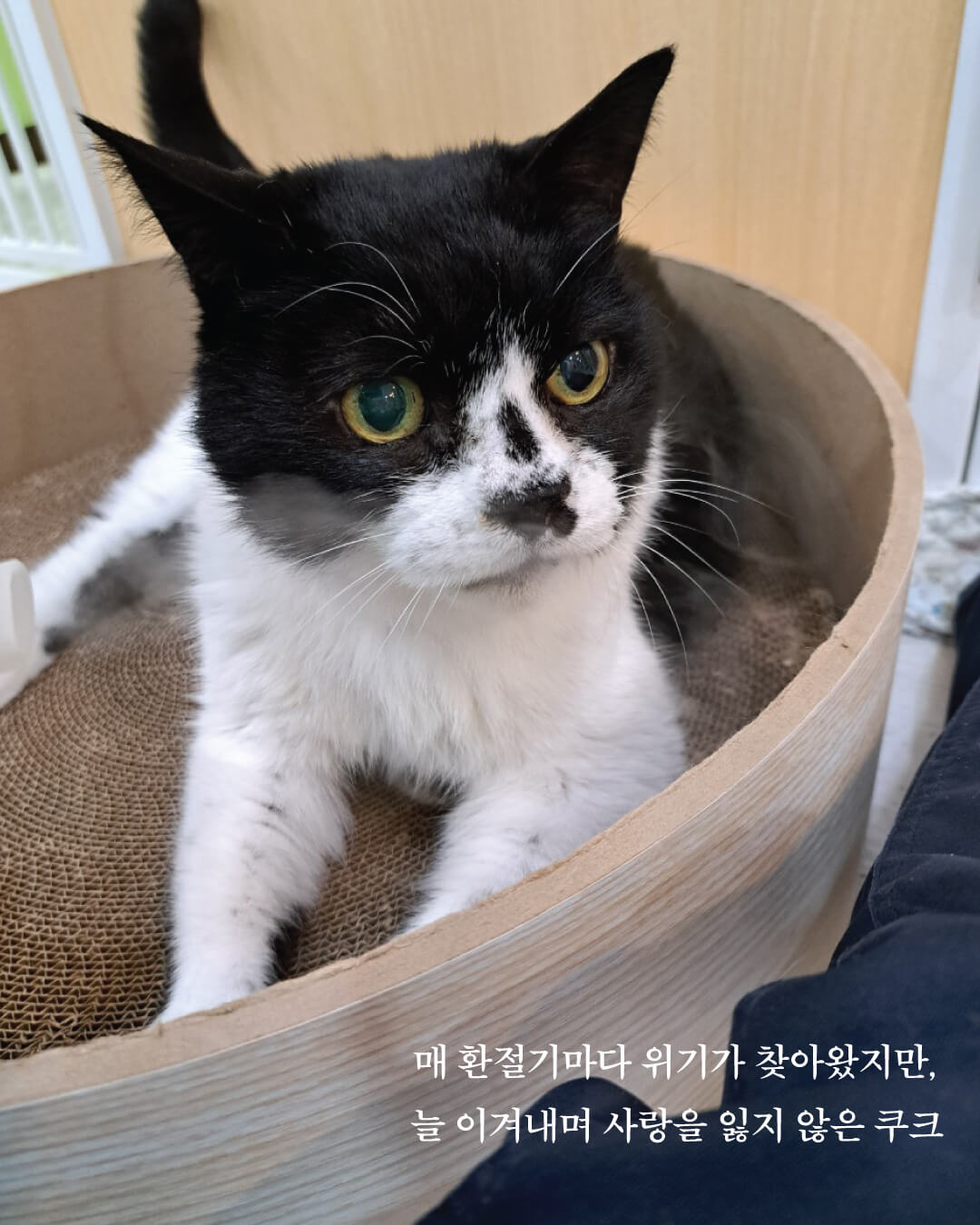 쿠크부고7.jpg