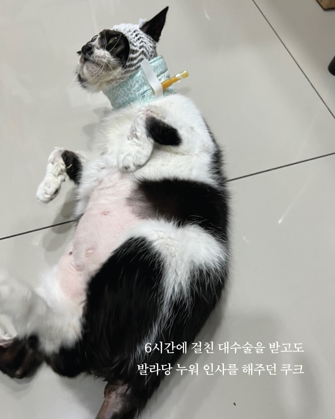 쿠크부고6.jpg