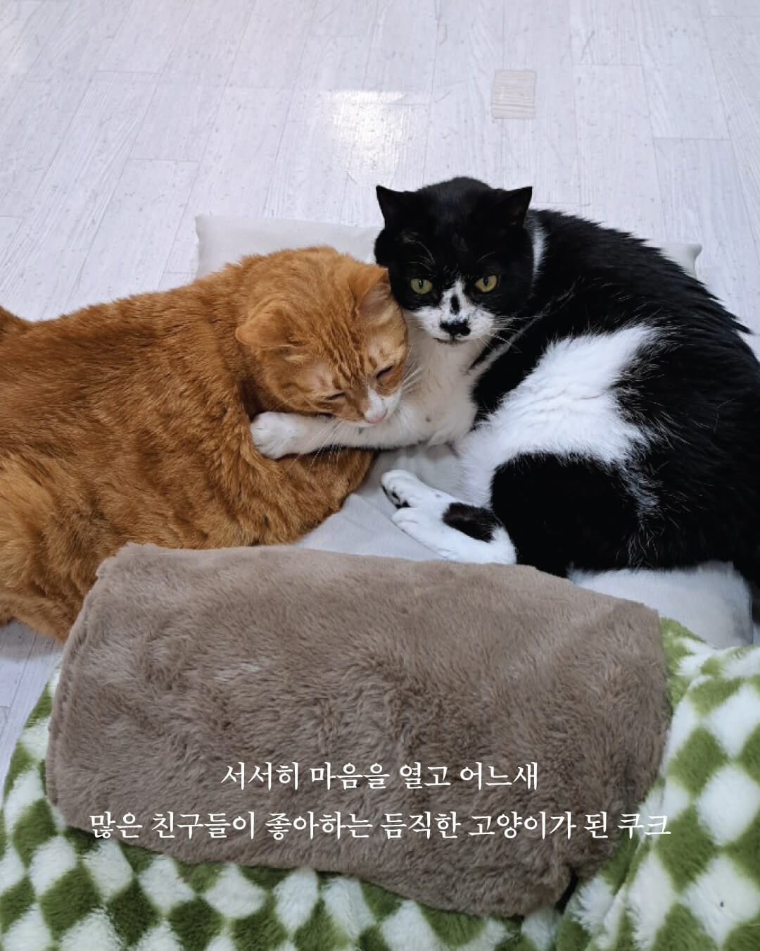 쿠크부고4.jpg