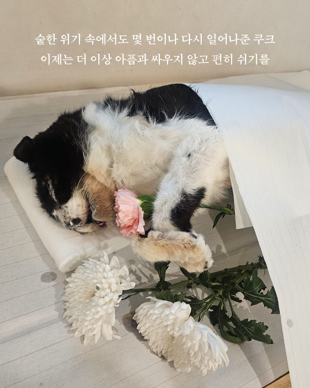 쿠크부고10.jpg