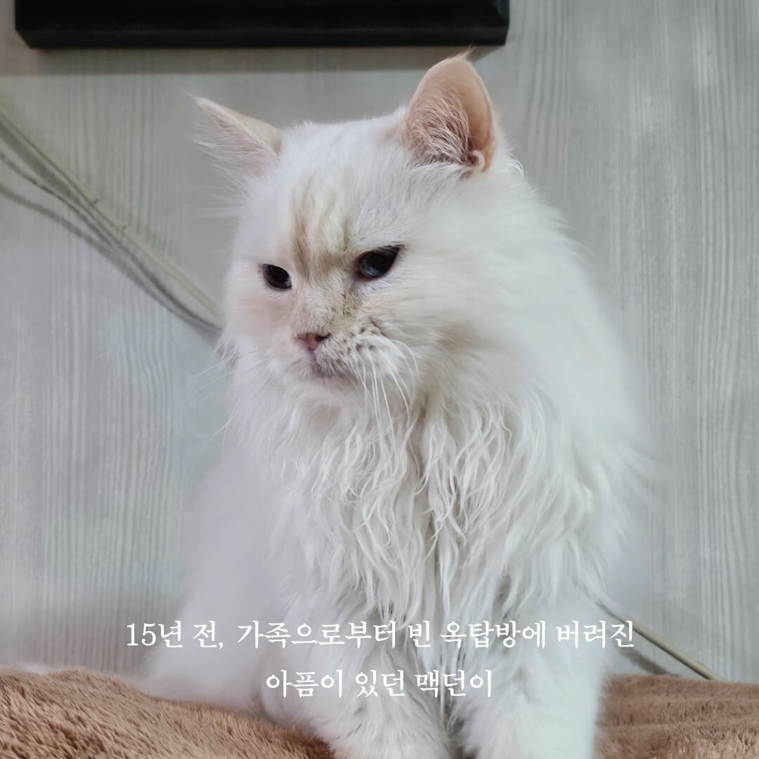 맥던2.jpg