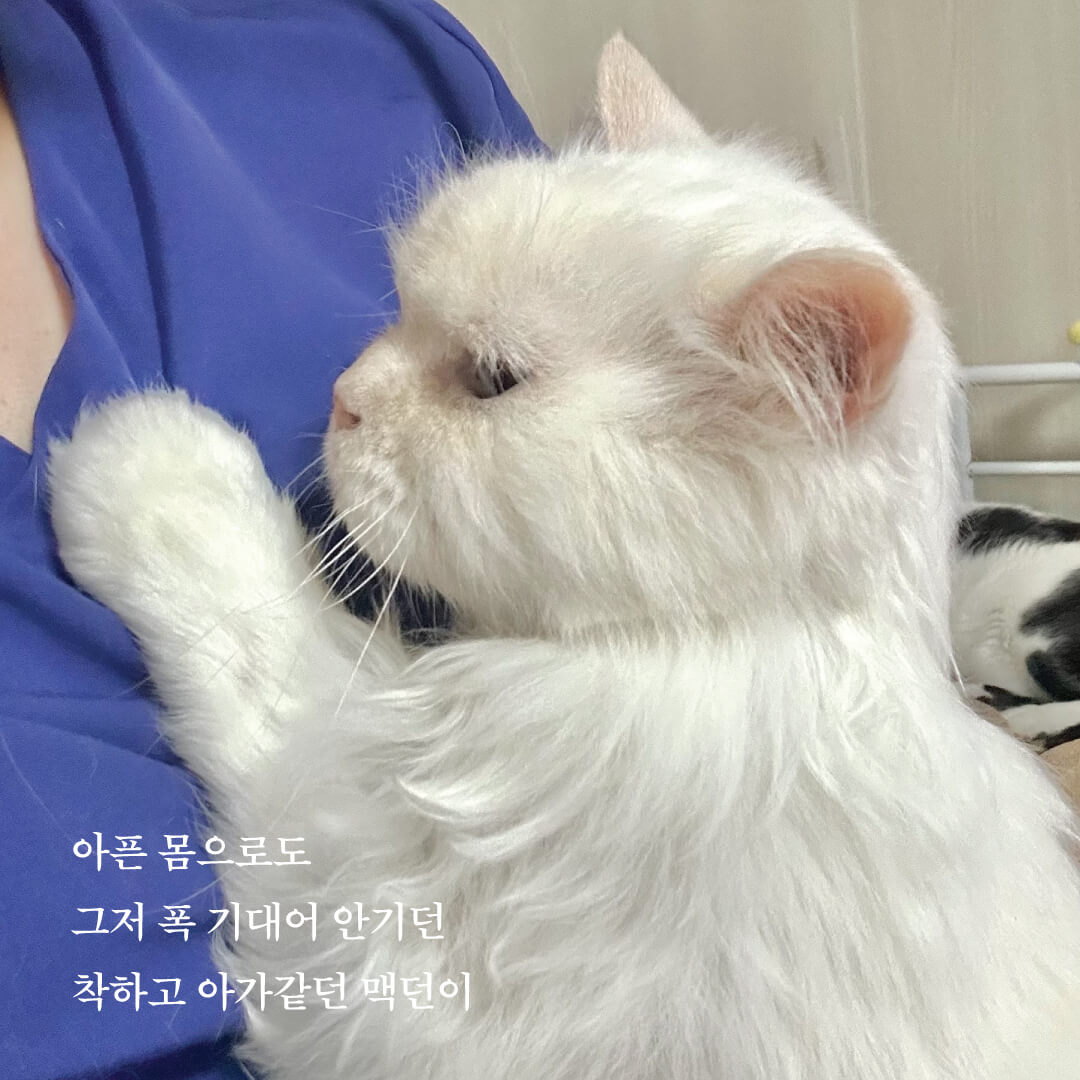 맥던7.jpg