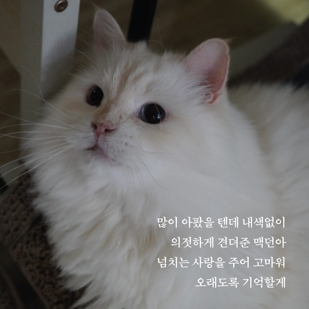 맥던8.jpg