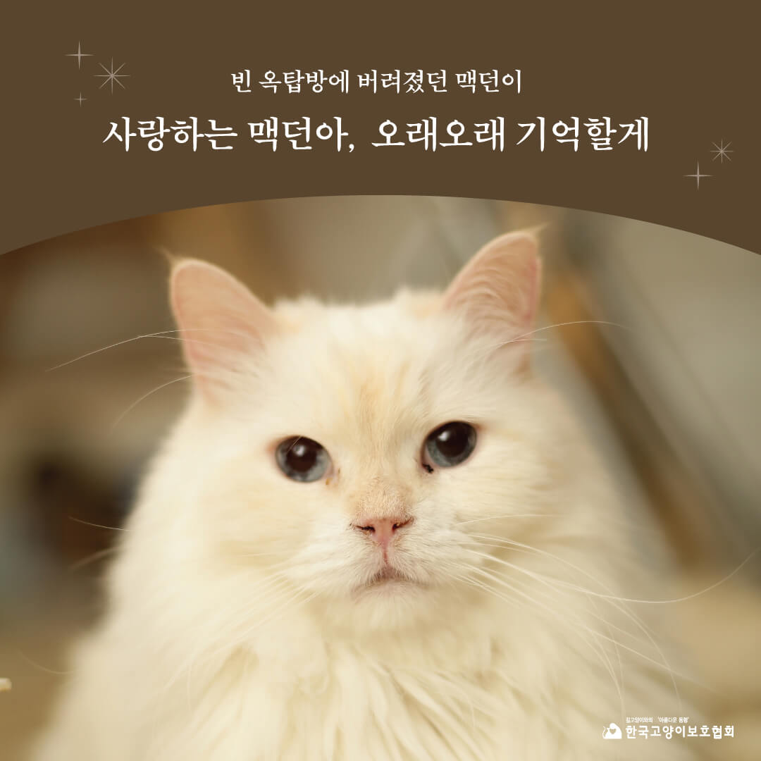 맥던1.jpg