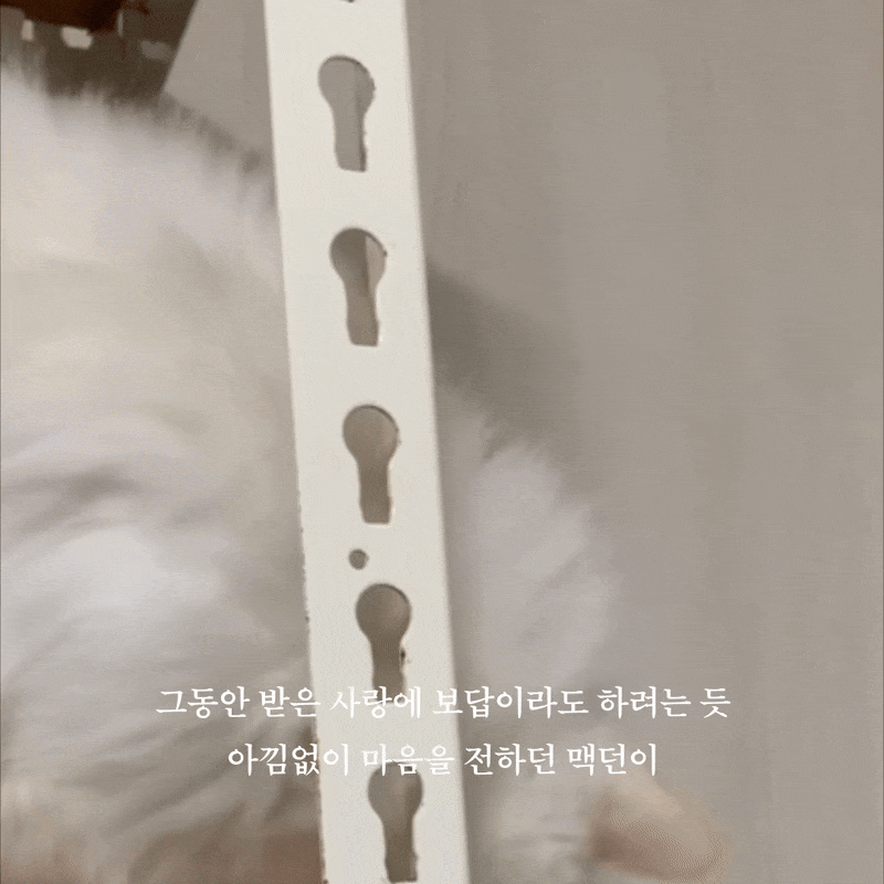 맥던4.gif