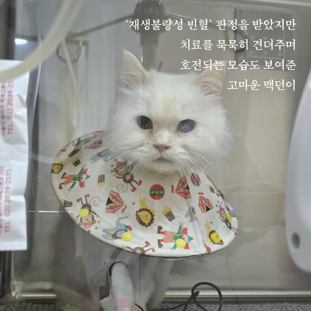 맥던6.jpg