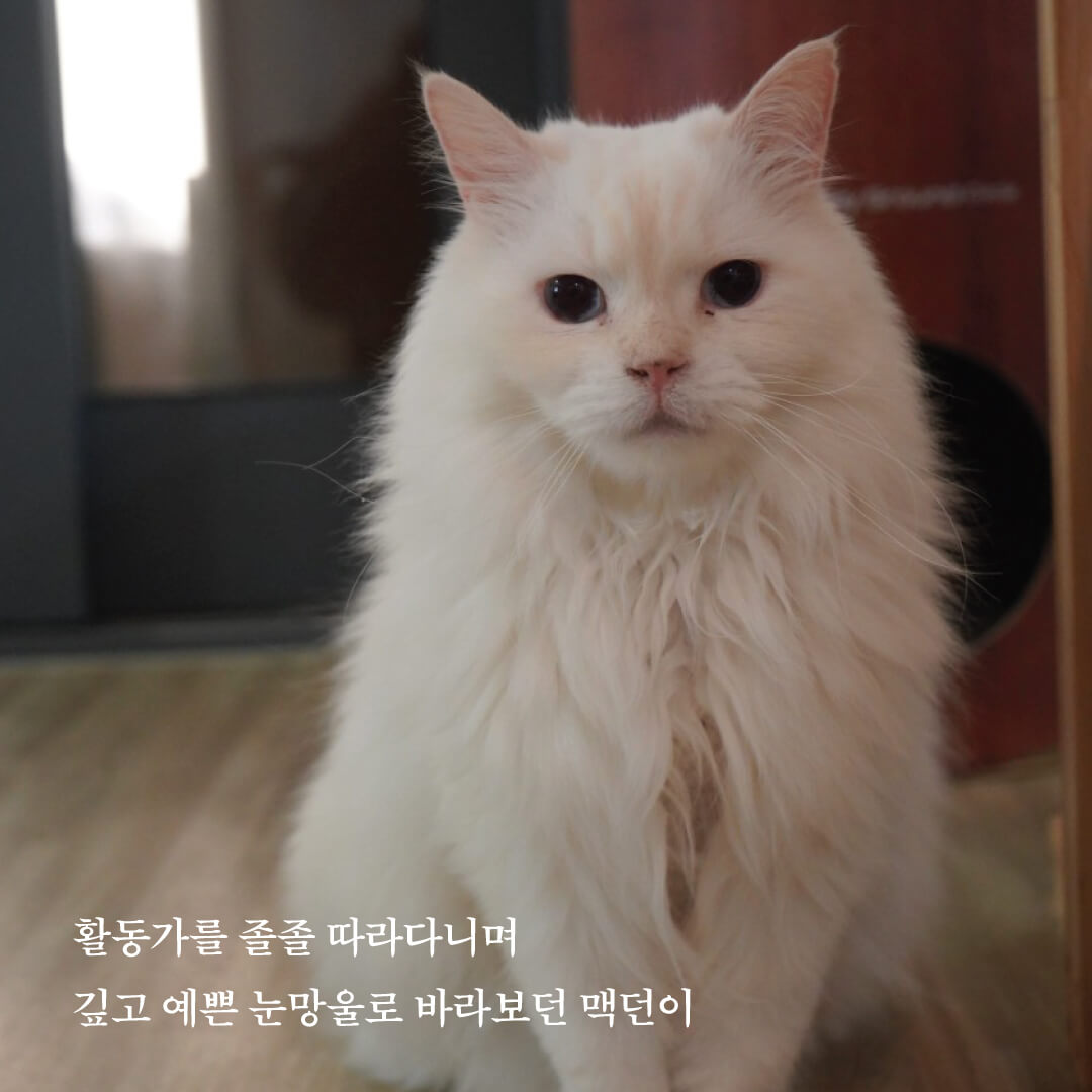 맥던5.jpg