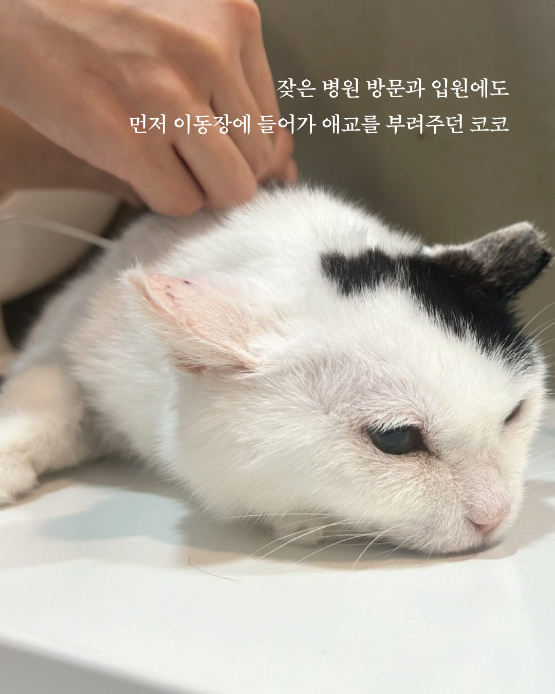 코코7.jpg