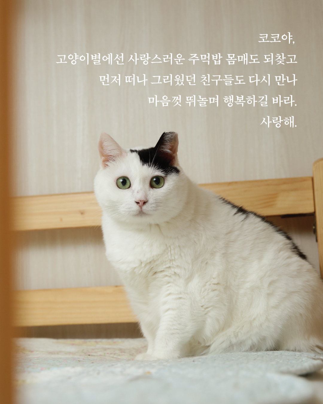 코코10.jpg