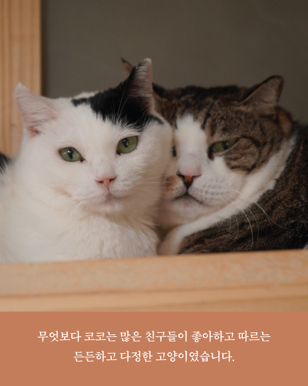 코코4.jpg
