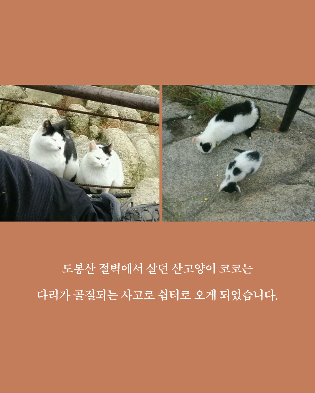 코코2.jpg