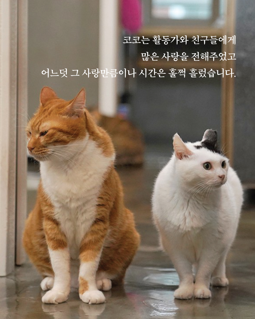 코코5.jpg