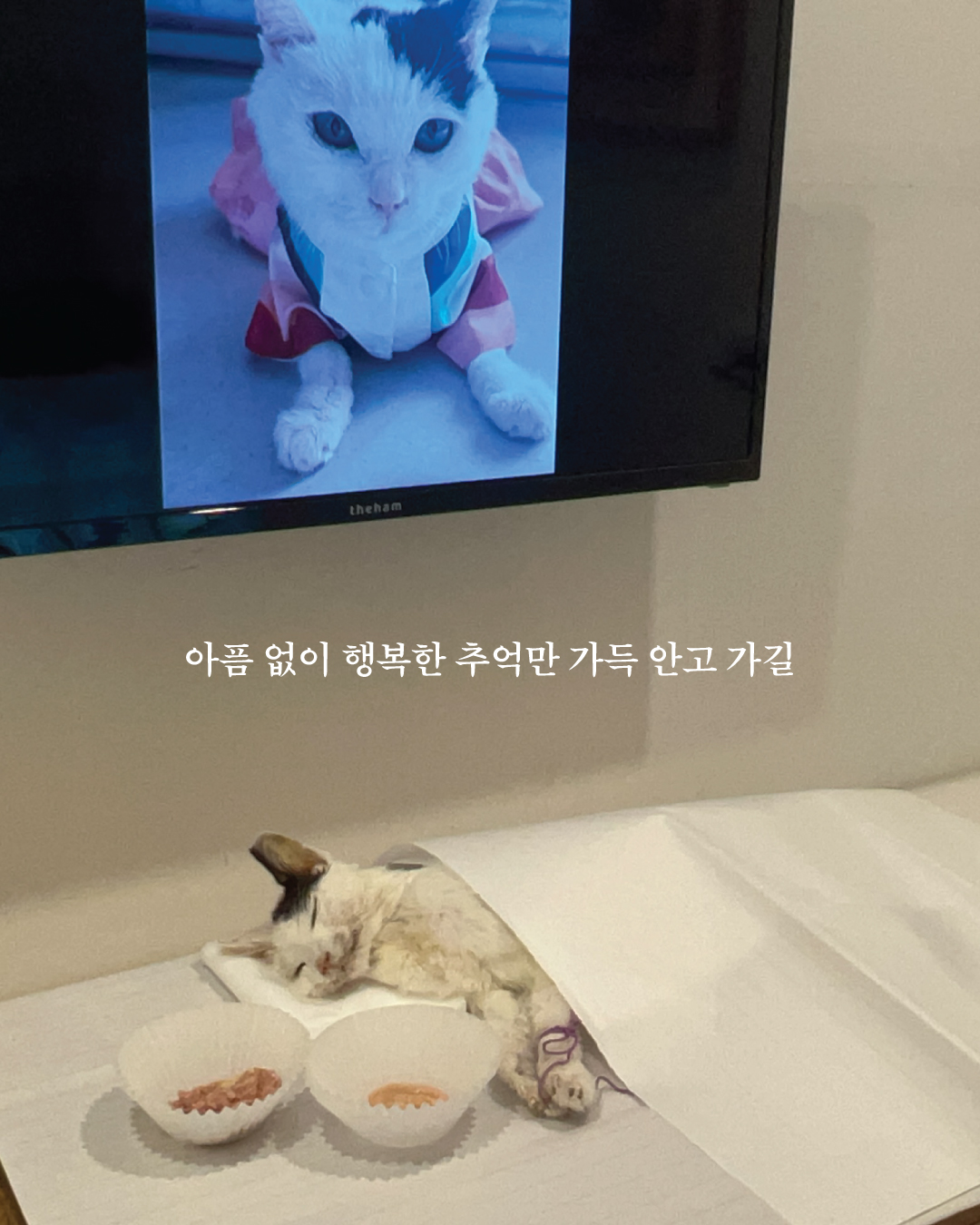 코코9.jpg