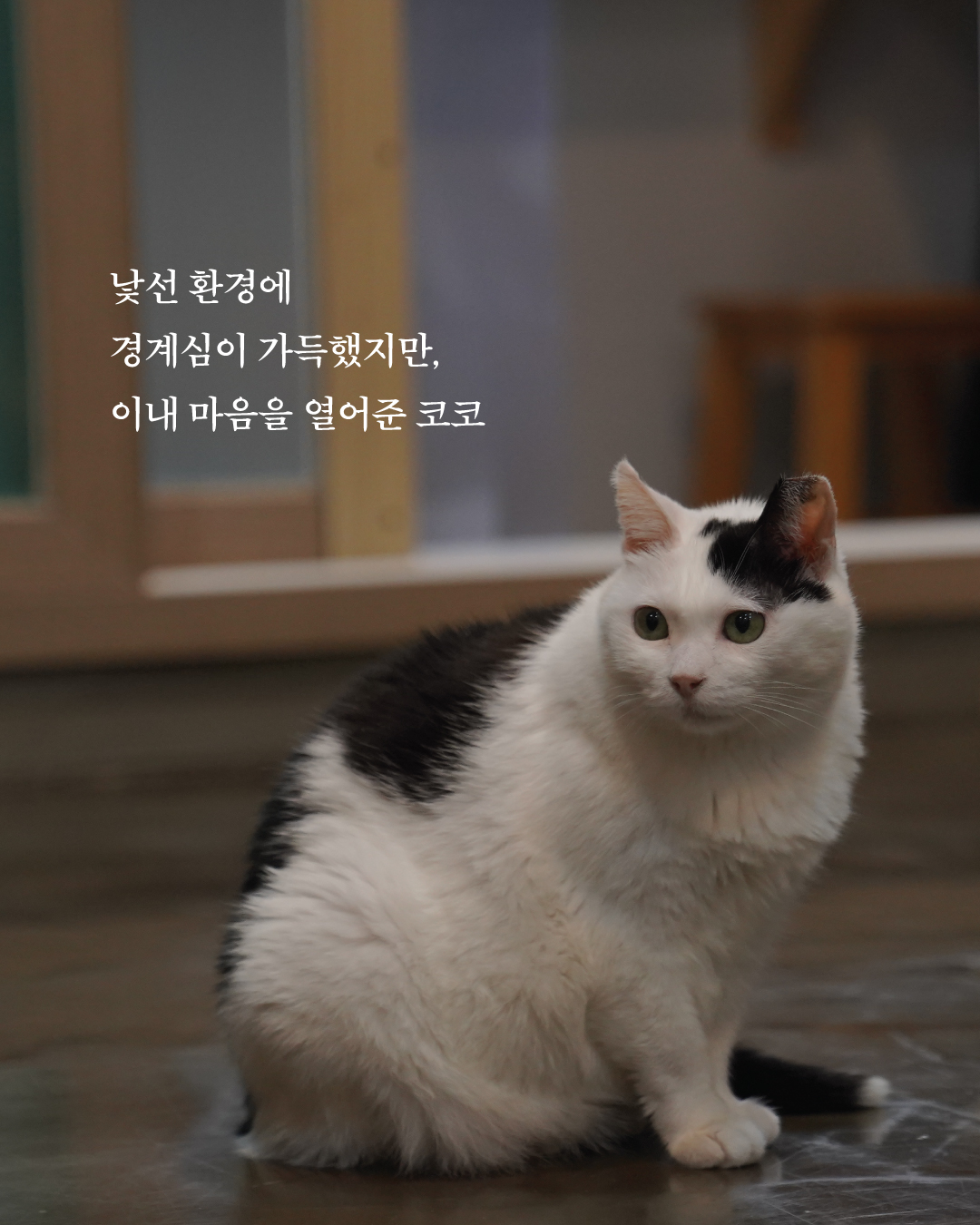 코코3.jpg