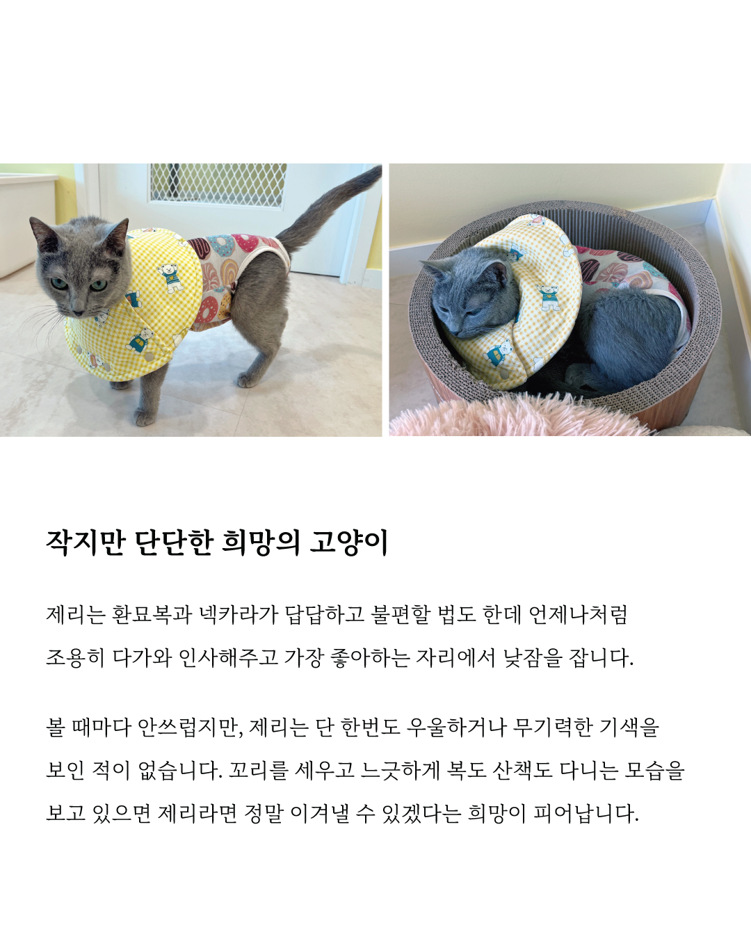제리7.jpg