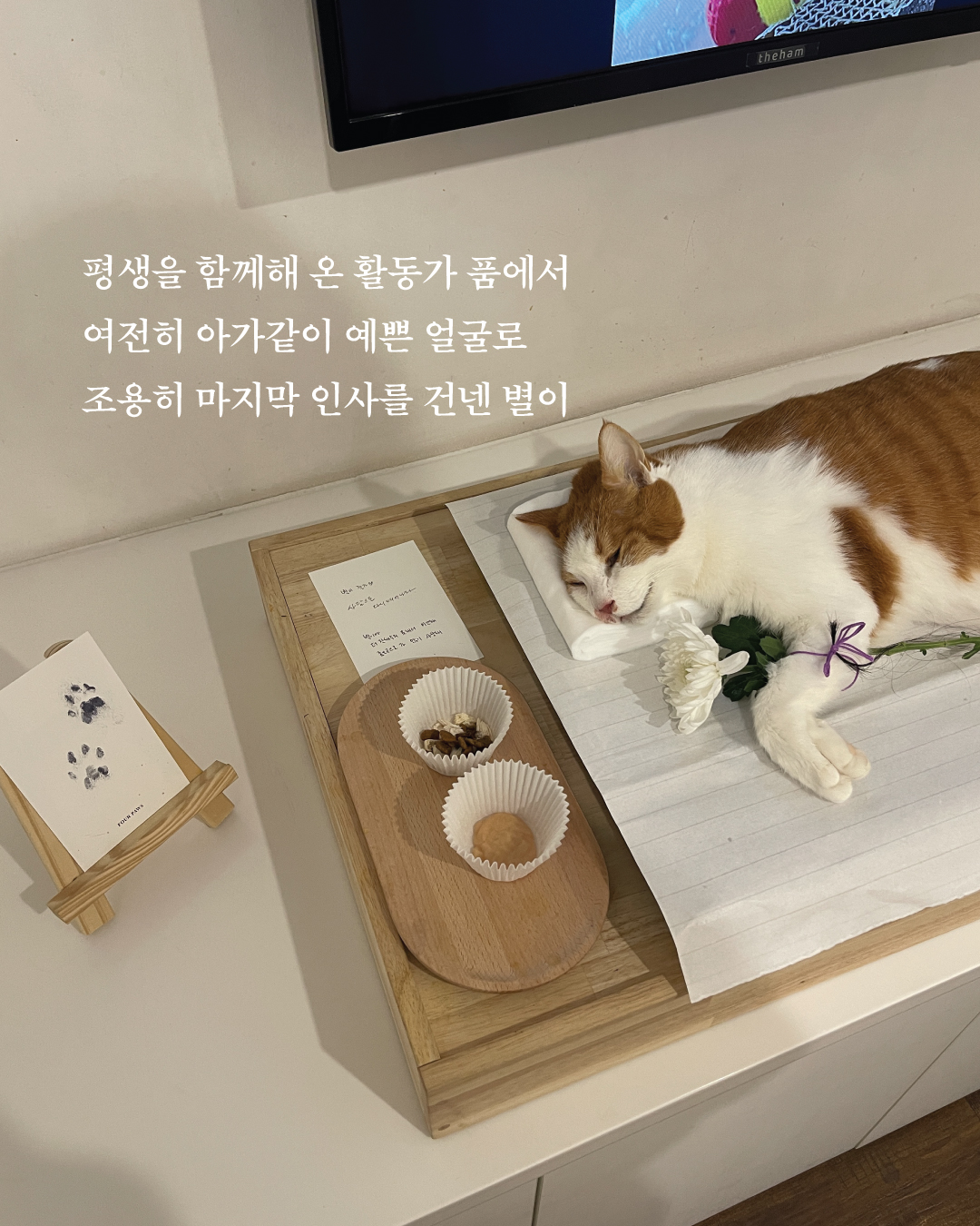 별이부고소식6.jpg