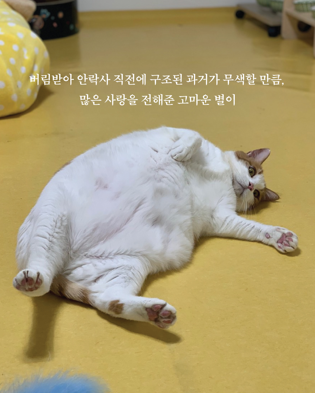 별이부고소식3.jpg