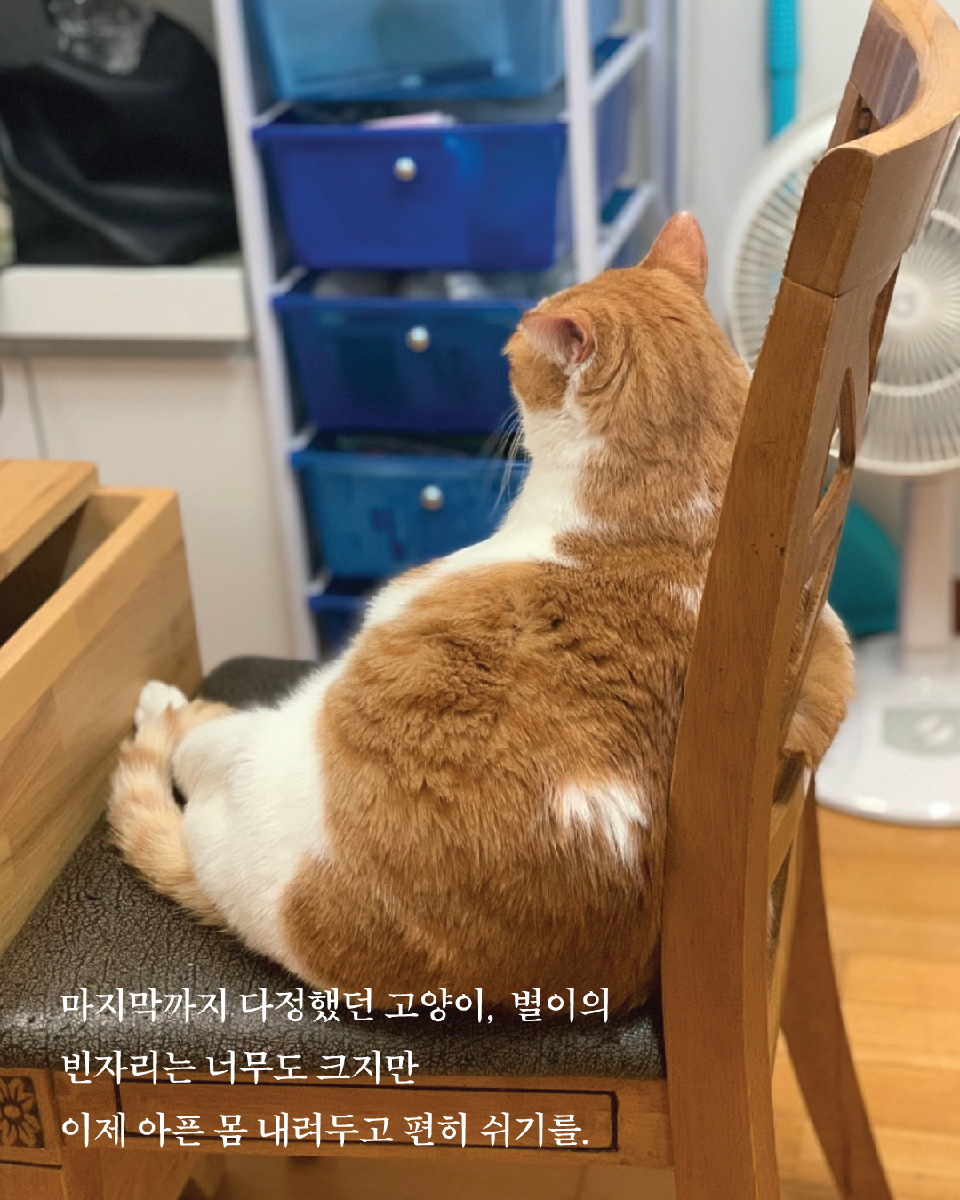 별이부고소식8.jpg