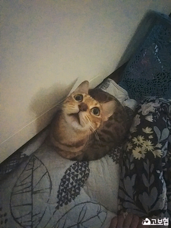 (12월) 냥이2_세부정보2-3.jpg