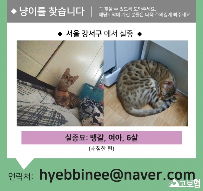 (12월) 냥이2_세부정보1.jpg