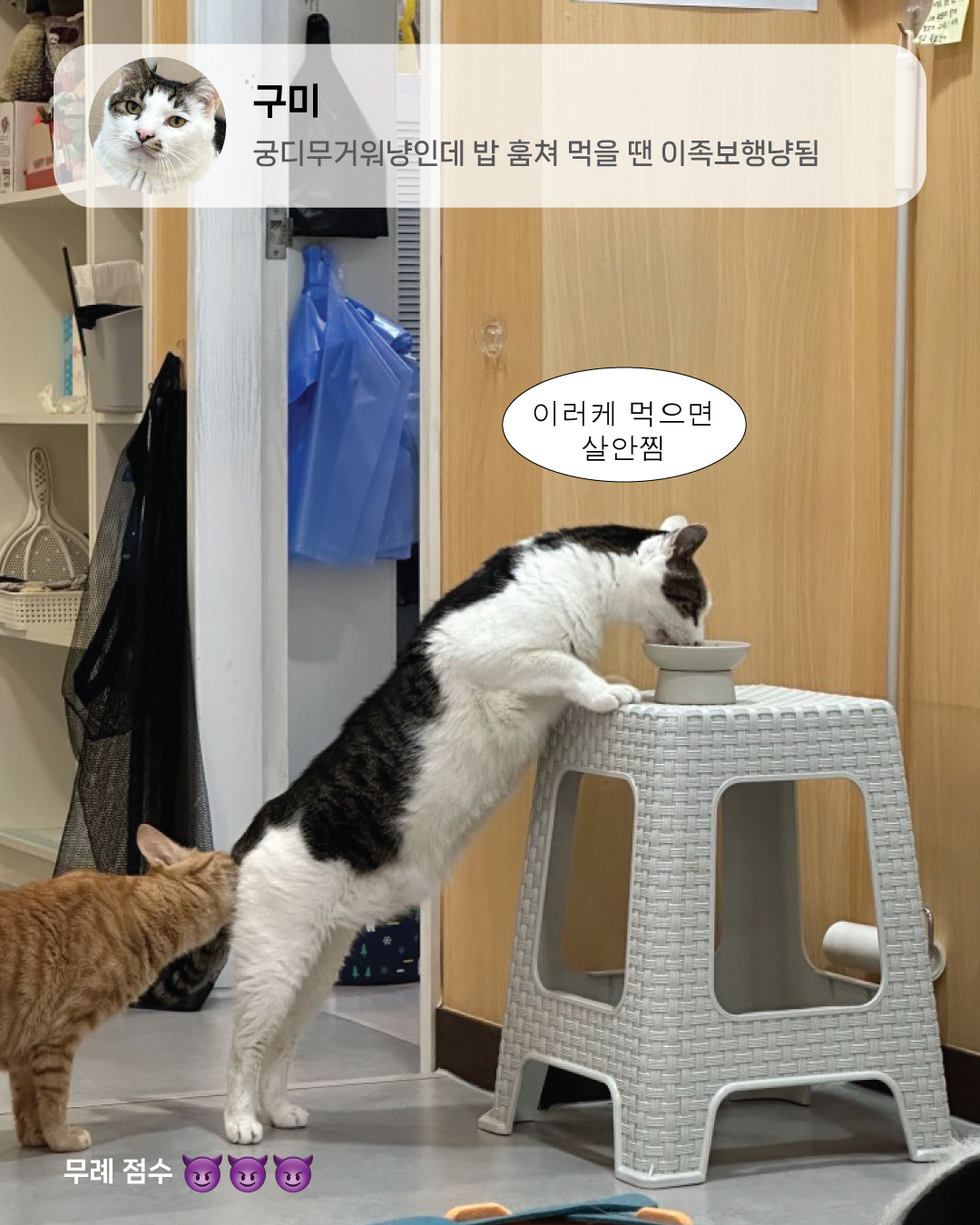 9월냥_7.jpg