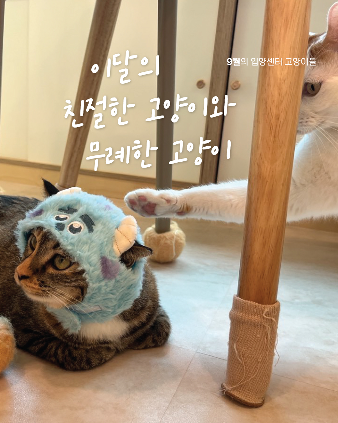 9월냥_1.jpg