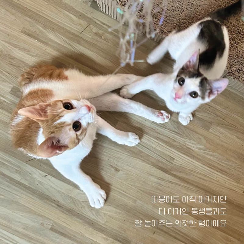 따봉입홍10.jpg