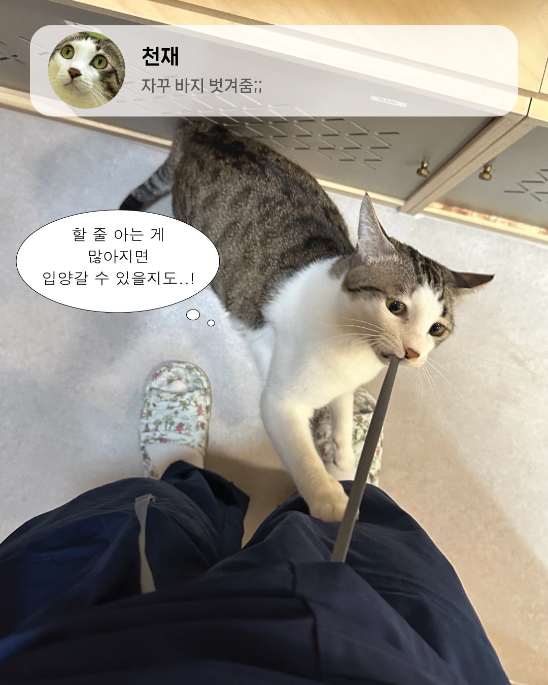 7월냥3.jpg