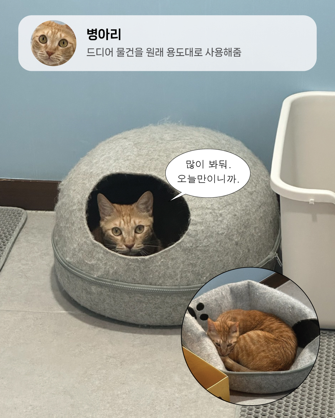 7월냥5.jpg