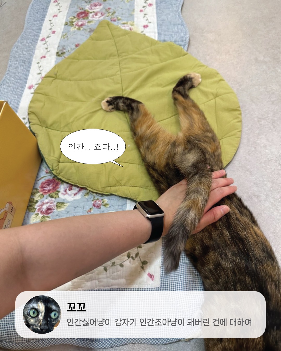 7월냥4.jpg