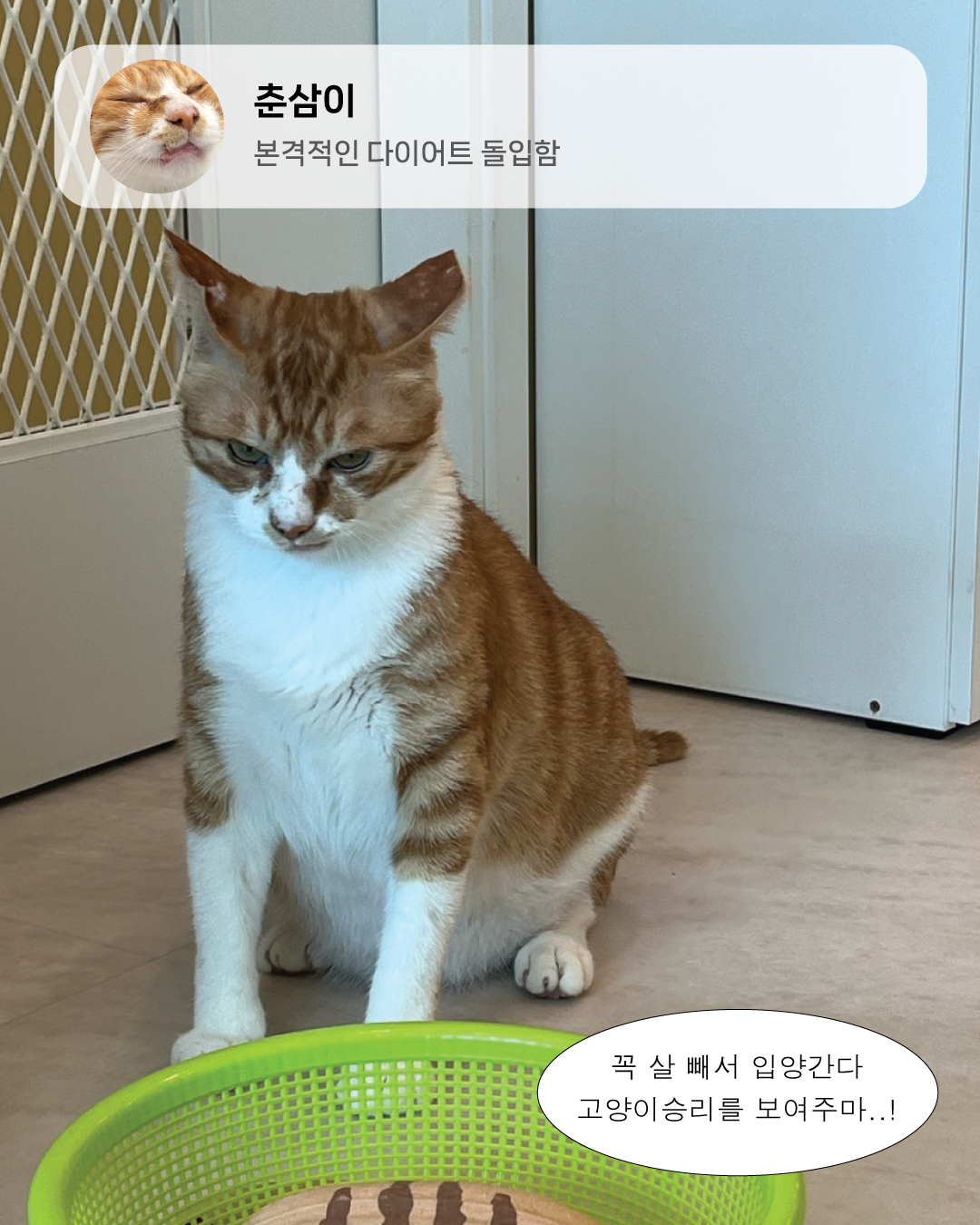 7월냥8.jpg
