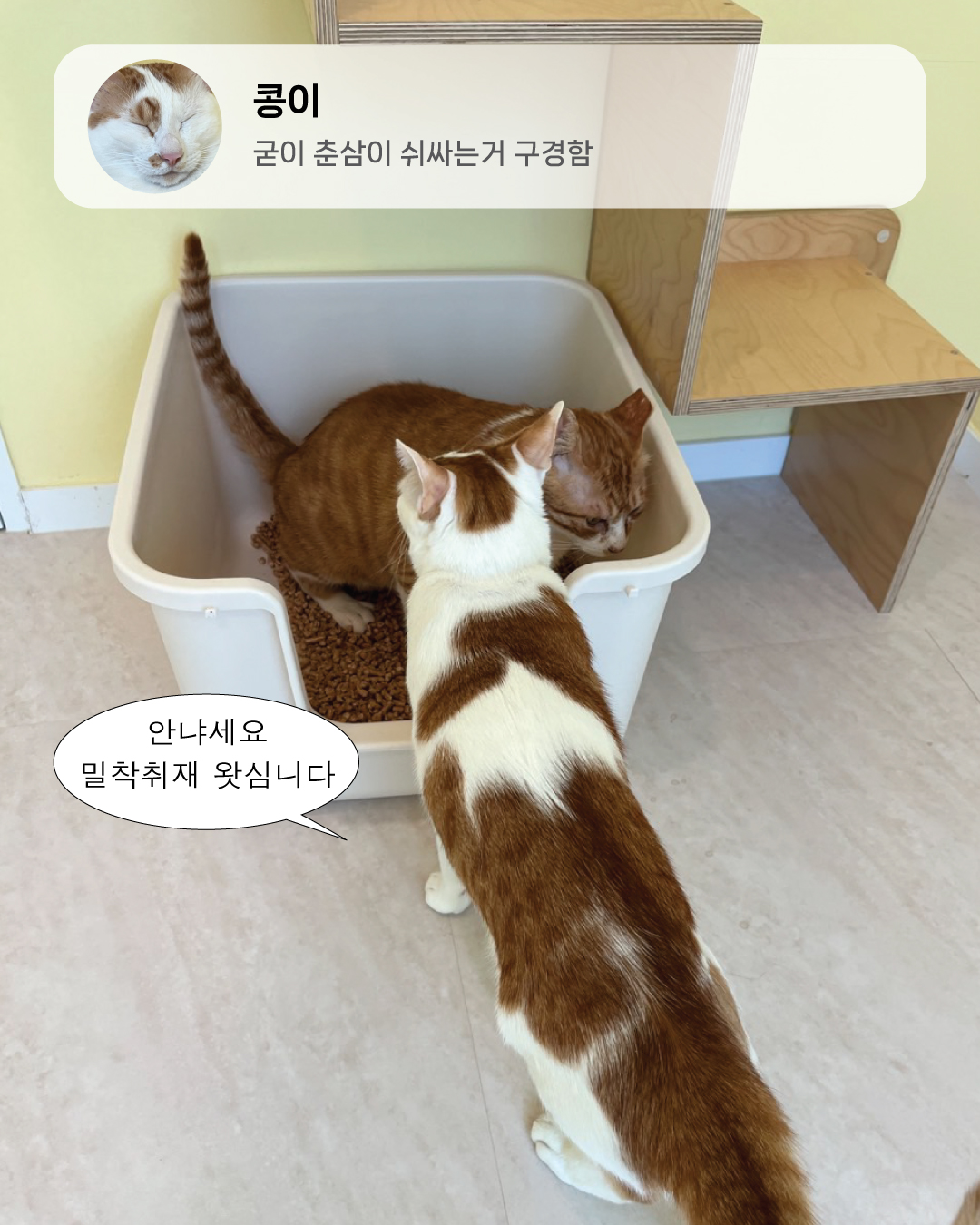 7월냥6.jpg