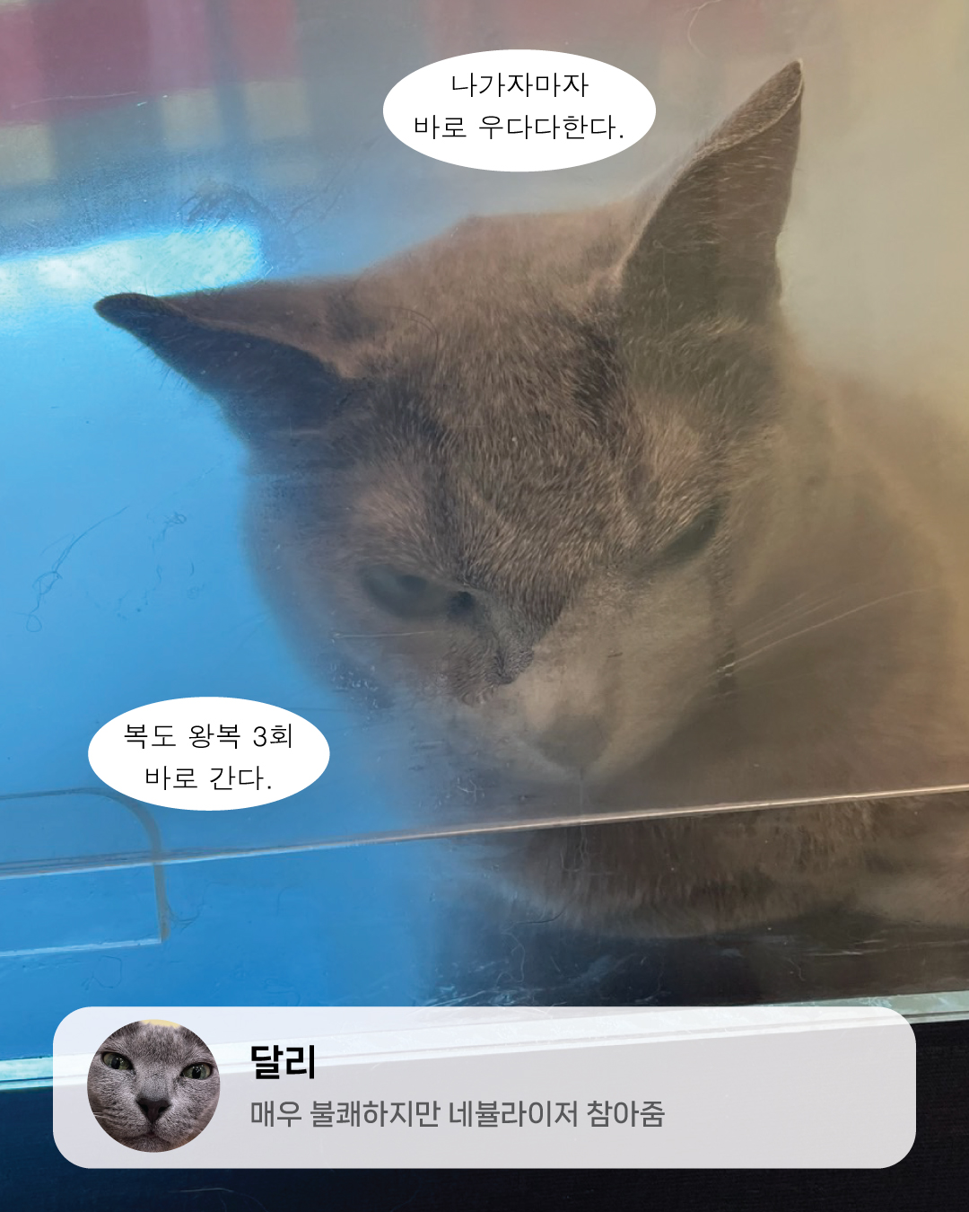 7월냥9.jpg