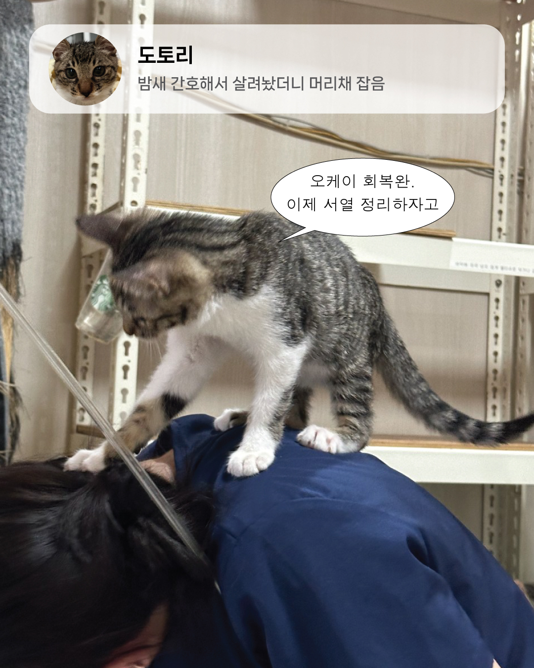 7월냥2.jpg