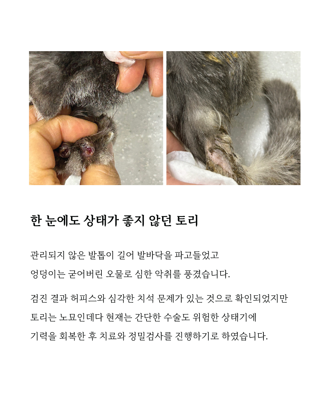 토리3.jpg