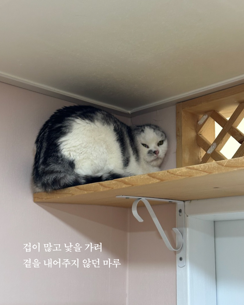 마루(3).jpg