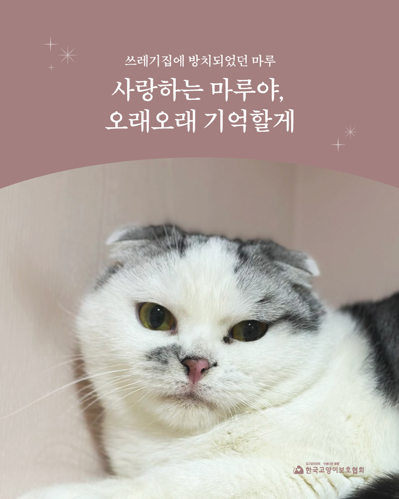 마루(1).jpg